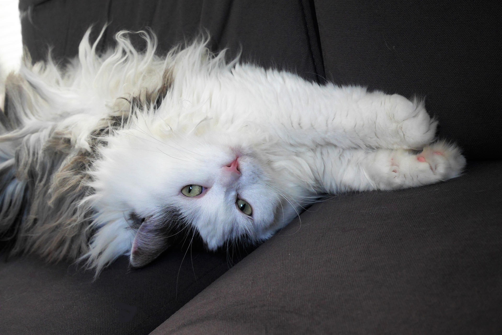 Sibírska mačka je živá a priateľská. Miluje hry, skoky a lezenie.
