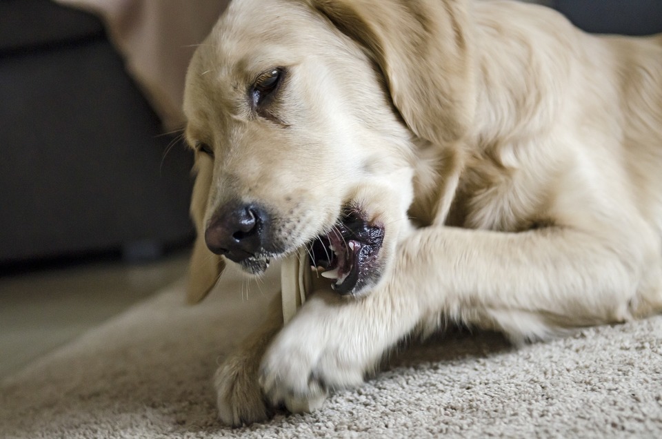 Aby sa zabránilo tvorbe zubného kameňa u psov, je potrebné ich pravidelne čistiť, dbať na správnu stravu. Prírodné maškrty pre psov sú užitočné.