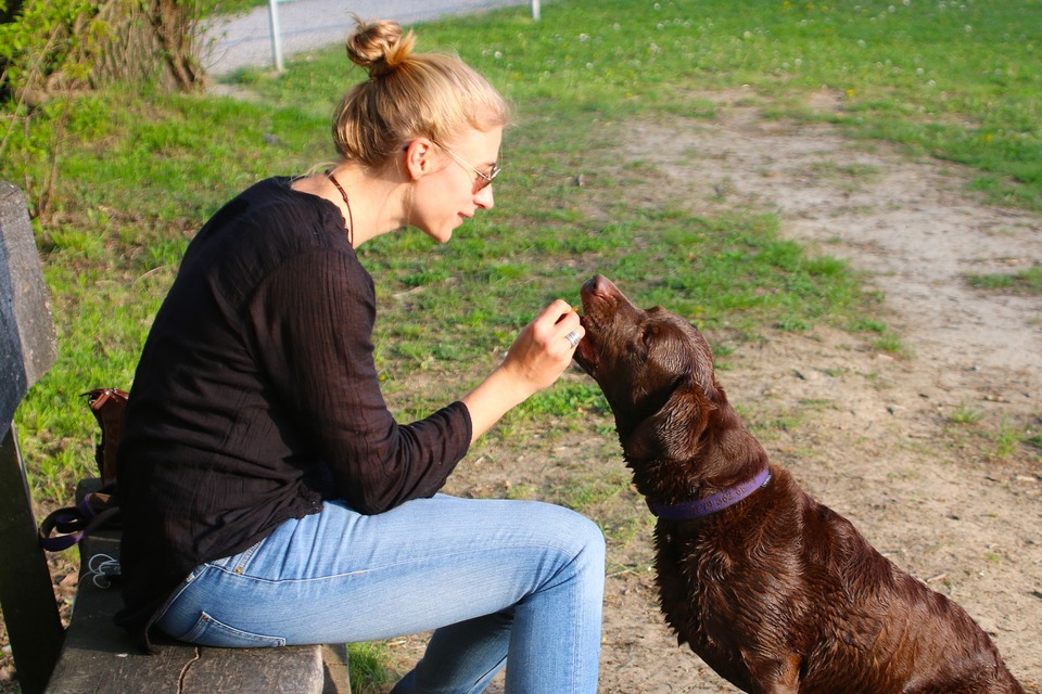 Chovatelia a tréneri zdôrazňujú, že pri výchove psov je kľúčová pozitívna motivácia a odmeňovanie domáceho maznáčika. Použitie ohlávky je formou trestu a nemalo by sa v žiadnom prípade stať jednou z hlavných metód výcviku.