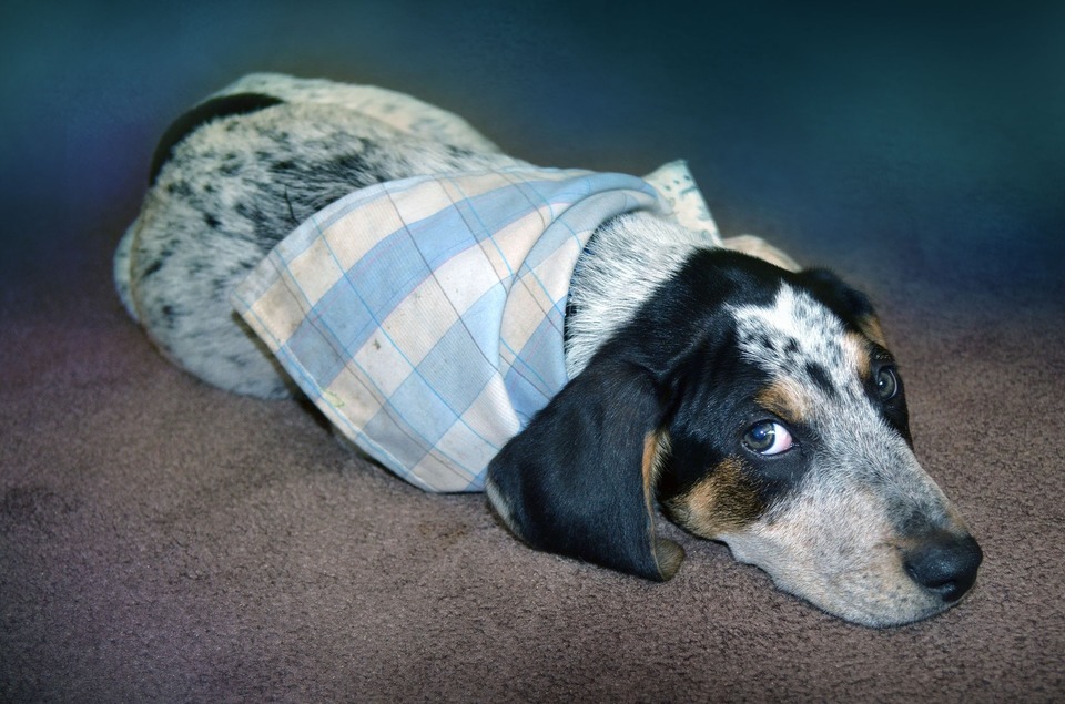 Kašeľ psa je najčastejším príznakom infekcií dýchacích ciest - od bežného nachladnutia, cez tracheitídu alebo bronchitídu, až po zápal pľúc.