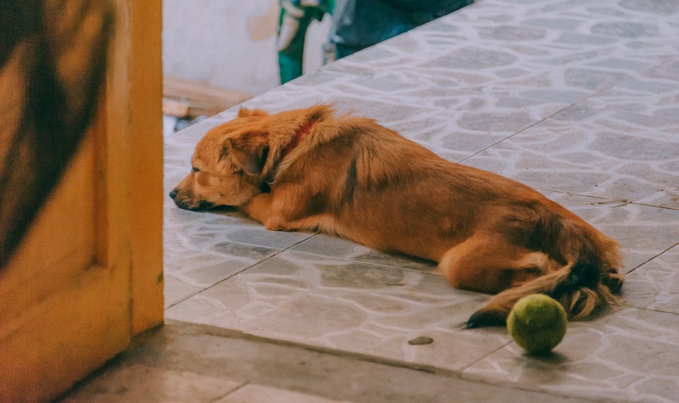Najbežnejšími príčinami kašľa psov sú bežné prechladnutia a zápaly horných dýchacích ciest. Deje sa to - rovnako ako u ľudí - v prípade namočenia a prechladnutia tela, čo umožňuje množenie patogénnych mikroorganizmov.