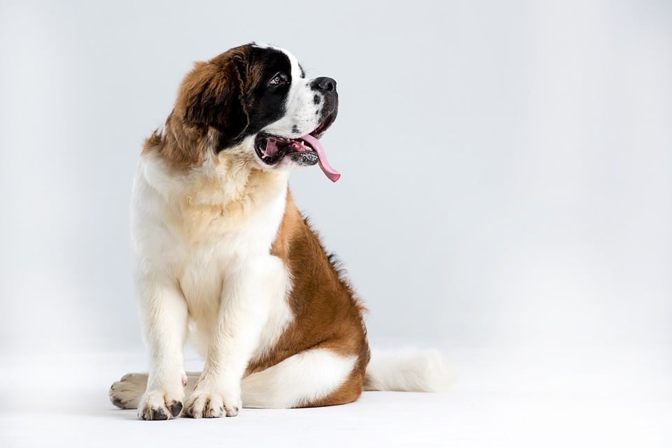 Bernandín - patrí k najväčším a najťažším typom psov.