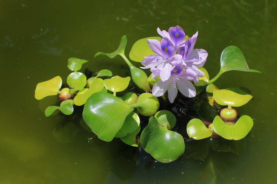 Pri výbere rastlín do jazierka je najlepšie brať do úvahy ich vlastnosti čistenia vody.