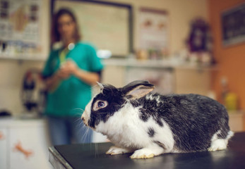 Niektoré potraviny môžu byť pre králika nebezpečné.