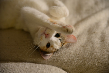 Ak vaša mačka pokrivkáva, musíte zistiť príčinu problému. Môže to znamenať banálny problém, ale aj rakovinu.