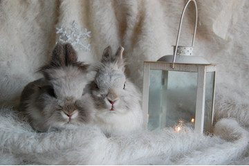 Chovu králikov sa treba vyhnúť a prenechať to chovateľom.