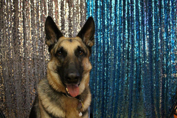 Policajný pes má zvyčajne jedného psovoda. Nie vždy pracuje ako stopovací alebo hliadkový pes. Policajné psy bývajú vďační a dobre vychovaní.