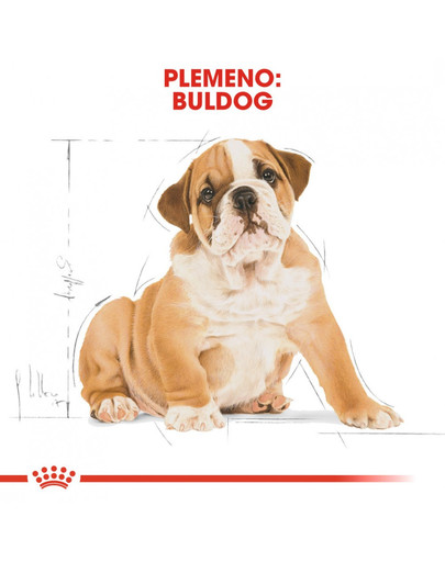 ROYAL CANIN Bulldog Puppy 12 kg granule pre šteňa buldoga