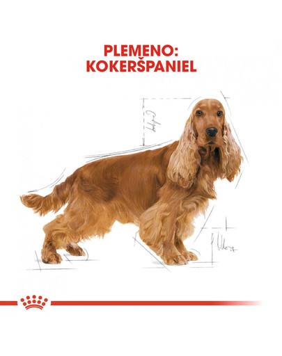 ROYAL CANIN Cocker adult 3 kg granule pre dospelého kokeršpaniela