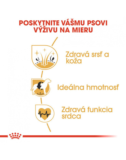 ROYAL CANIN Cocker adult 3 kg granule pre dospelého kokeršpaniela