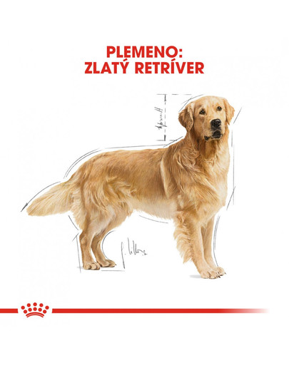 ROYAL CANIN Golden Retriever Adult 3kg granule pre dospelého zlatého retrievera