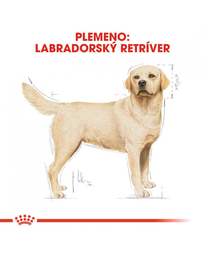 ROYAL CANIN Labrador Adult 3 kg granule pre dospelého labradora