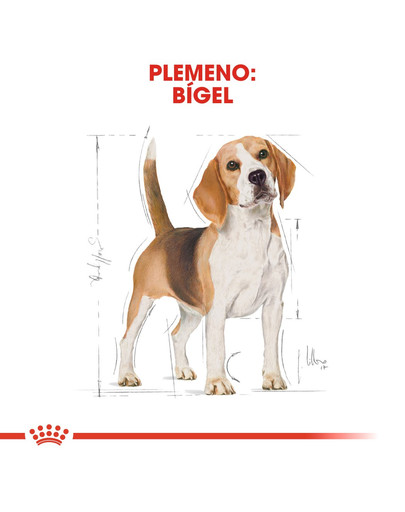ROYAL CANIN Beagle adult 12 kg
