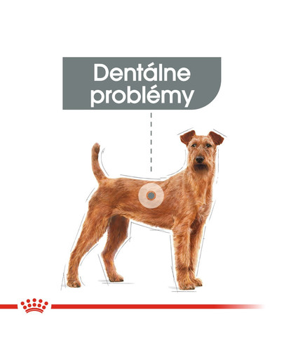ROYAL CANIN Medium dental care 3 kg