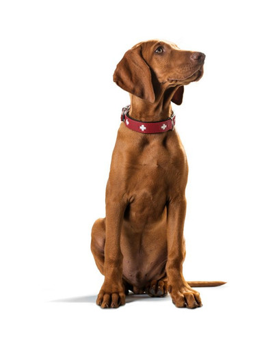 HUNTER Švajčiarsky kožený obojok XS-S (37) 30-34,5 / 2,6 cm červená farba