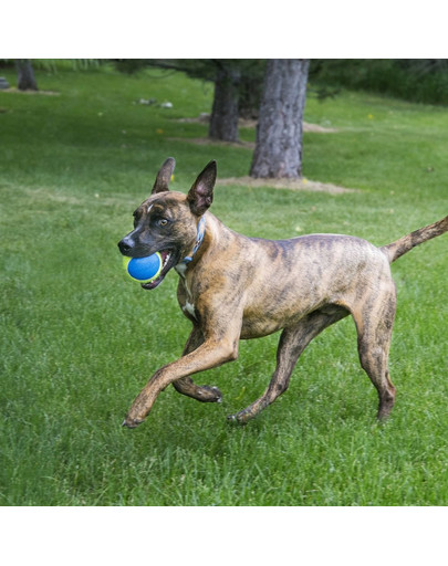 KONG Ultra SqueakAir Ball M 3 ks. lopty pre psa