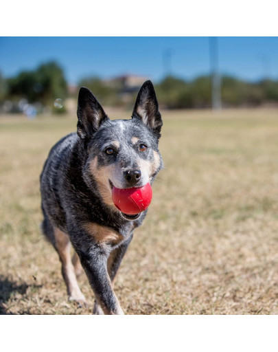 KONG Ball M/L lopta pre psa