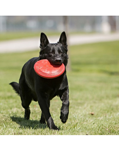 KONG Flyer Frisbee L pre psa 23 cm