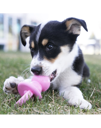 KONG Binkie S hryzátko pre šteniatka