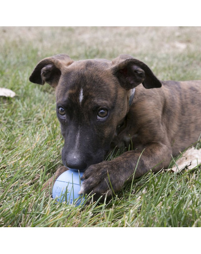 KONG Puppy Ball M/L kula na maškrty pre šteňa