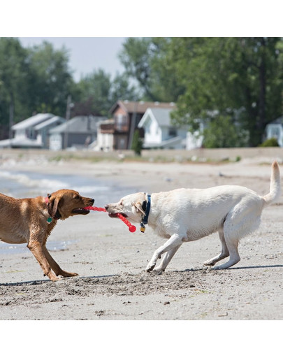 KONG Safestix M bezpečná tyč pre psa
