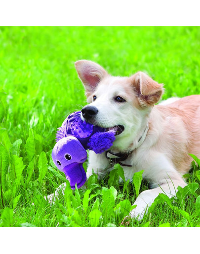 KONG Shells Turtle S hračka pre psa korytnačka