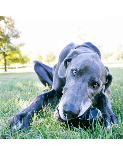 KONG Extreme XXL odolné hryzátko na maškrty pre psa