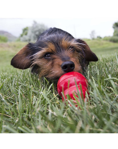 KONG Easy Treat Peanut Butter Pasta pre psa orechové maslo 226