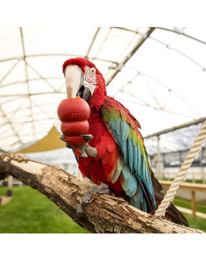 KONG Small Animal hračka pre hlodavcov i vtákov