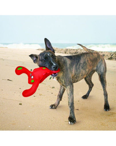 KONG Belly Flops Lobster M hračka pre psa