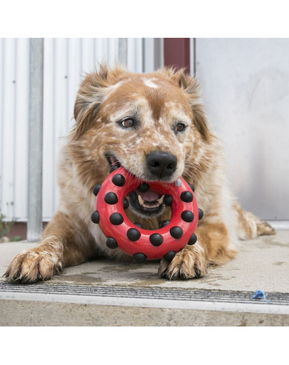 KONG Dotz Triangle S hračka pre psa masírujúce ďasná