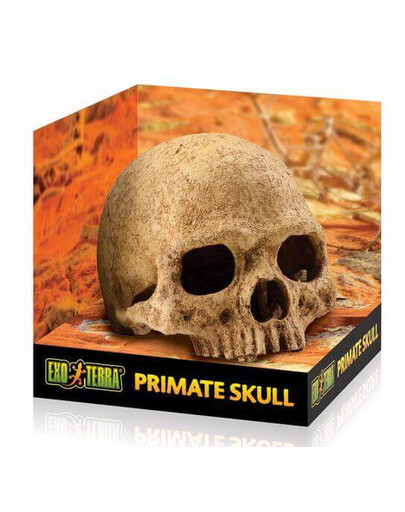 Kryjówka Czaszka ludzka