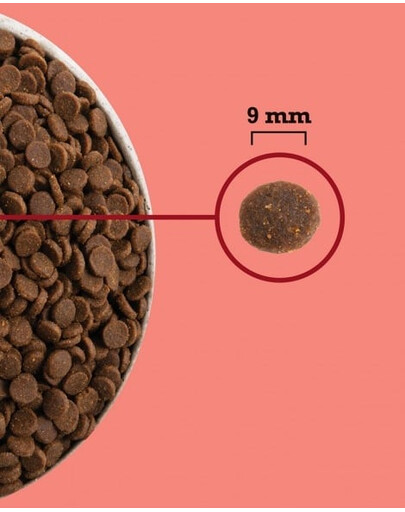 Highest Protein Indoor Cat 4,5 kg
