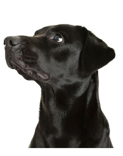 FITMIN Dog For Life junior large breed 15 kg