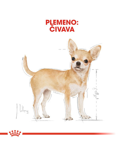 ROYAL CANIN Chihuahua Adult 500g granule pre dospelú čivavu