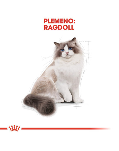 ROYAL CANIN Ragdoll Adult 2kg granule pre ragdoll mačky
