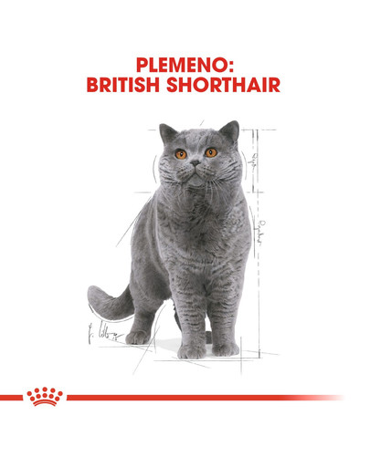 ROYAL CANIN British Shorthair Gravy 12x85g