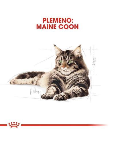 ROYAL CANIN Maine Coon Adult 10kg granule pre dospelé mainské mývalie mačky
