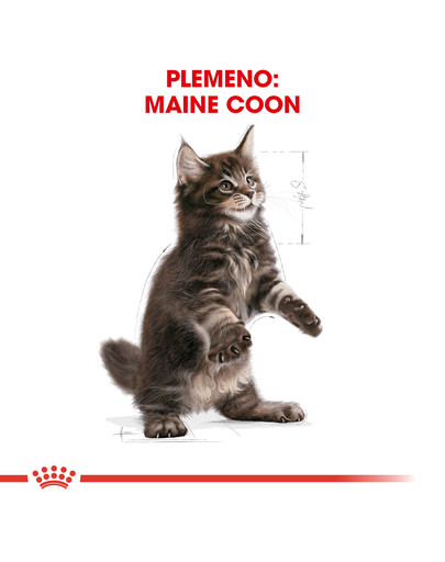 ROYAL CANIN Maine Coon Kitten 400g granule pre mainské mývalie mačiatka