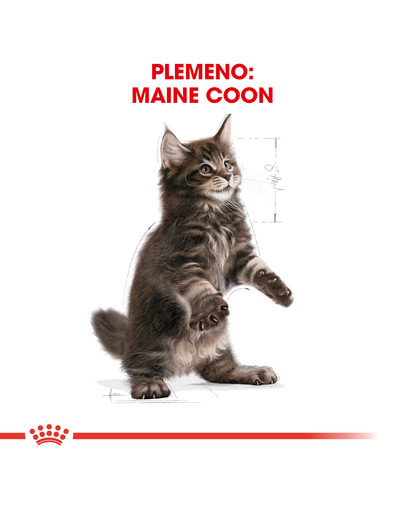 ROYAL CANIN Maine Coon Kitten 4kg granule pre mainské mývalie mačiatka