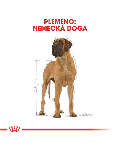 ROYAL CANIN Great Dane Adult 12 kg granule pre nemeckú dogu