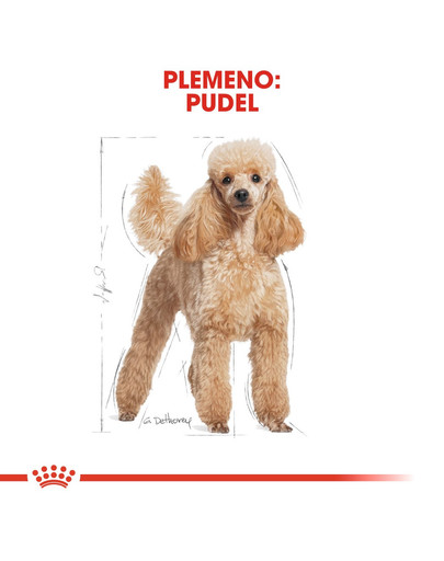 ROYAL CANIN Poodle Adult 1.5 kg granule pre dospelého pudla
