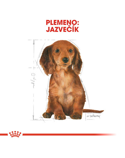 ROYAL CANIN Dachshund Puppy 1,5 kg granule pre šteňa jazvečíka