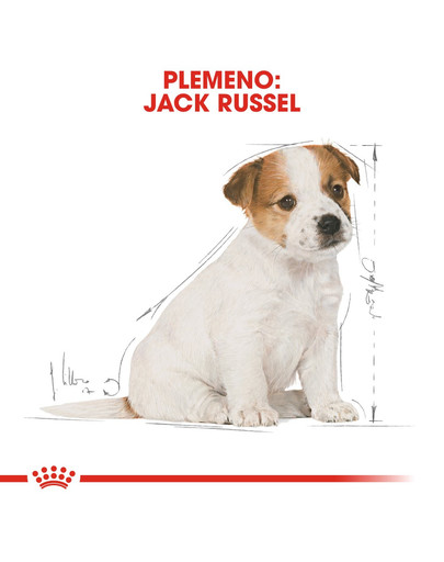 ROYAL CANIN Jack Russell Puppy 0.5 kg granule pre šteňa jack russell teriéra