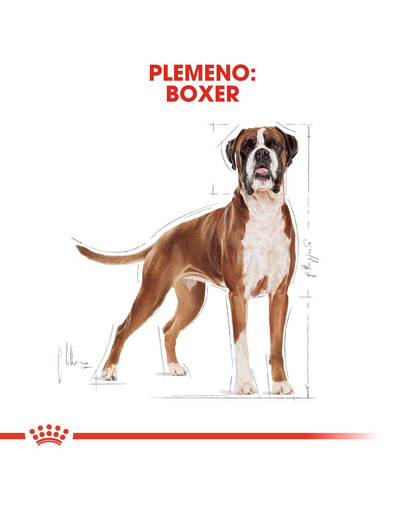 ROYAL CANIN Boxer Adult 12kg granule pre dospelého boxera