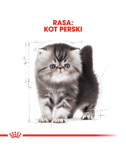 ROYAL CANIN Kitten persian 4 kg suché krmivo pre mačiatka do 12 mesiacov, perzská mačka