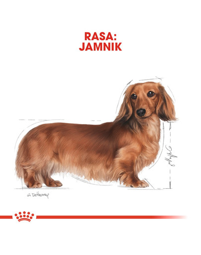 ROYAL CANIN Jazvečík 85 Gr