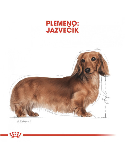 ROYAL CANIN Dachshund adult 500g granule pre dospelého jazvečíka