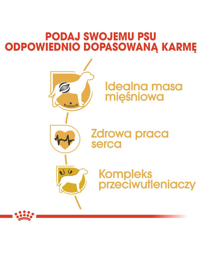 ROYAL CANIN Boxer Adult 3 kg granule pre dospelého boxera