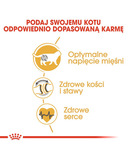 ROYAL CANIN British Shorthair Adult 4kg granule pre britské krátkosrsté mačky